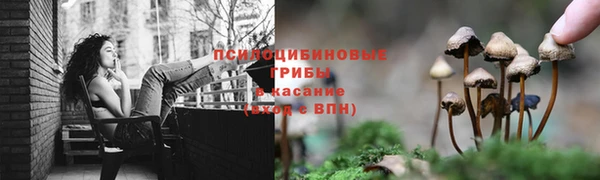 крисы Абаза
